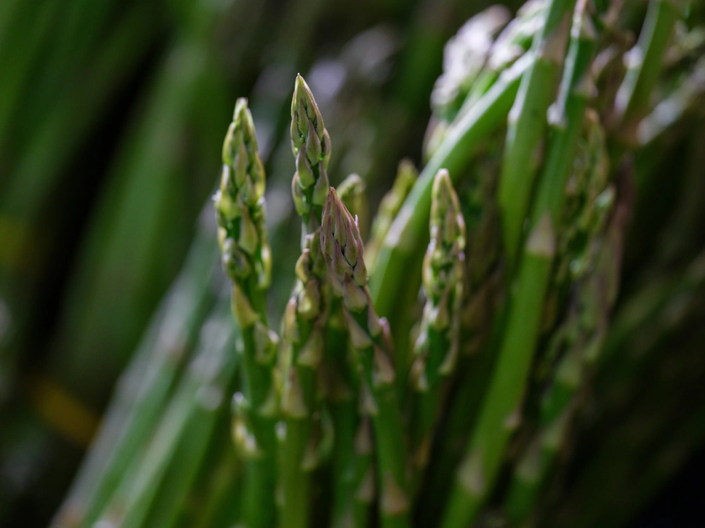 Verduras de primavera: las mejores hortalizas de temporada para tu cocina 1 esparrago verde verdura primavera