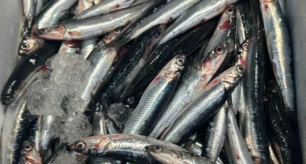 sardinas pescaderia arganzuela manuel gomez garrido 1