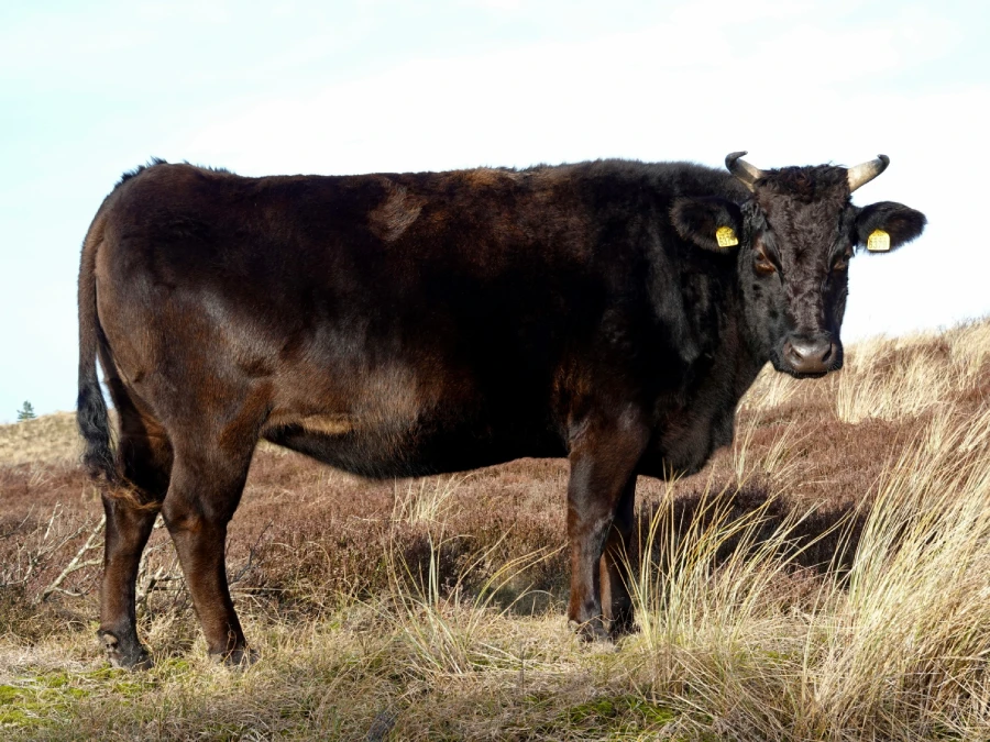 Cecina de Wagyu: qué es, características y dónde comprarla 1 vaca wagyu
